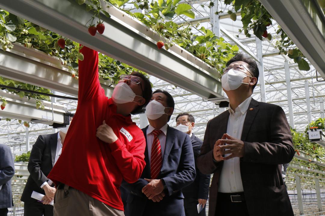 '김현수 농림축산식품부 장관 우공의 딸기 방문' 게시글의 사진(5)