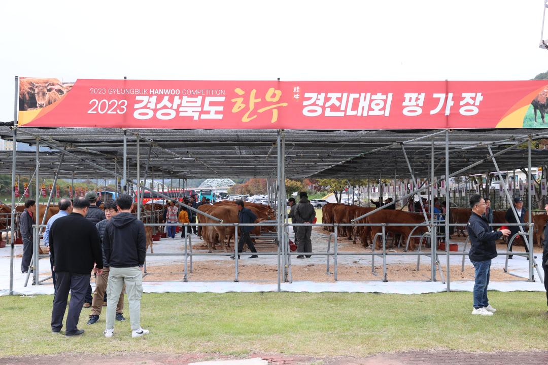 '2023년 경북 한우경진대회' 게시글의 사진(1)